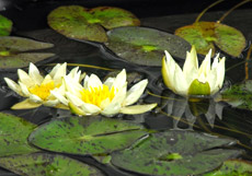 A vibrant array of pond plants and small aquatic animals, illustrating the service related to enhancing pond ecosystems with flora and fauna.