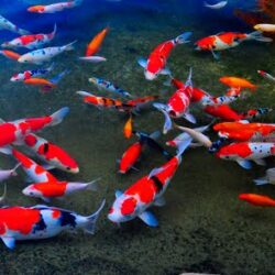 Close-up of a vibrant orange and white koi fish near the water's surface in a clear pond, highlighting the detailed scales and elegant movement of the fish.