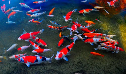 Close-up of a vibrant orange and white koi fish near the water's surface in a clear pond, highlighting the detailed scales and elegant movement of the fish.