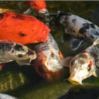 Colorful koi fish swimming gracefully in a clear pond, with a hint of underwater plants visible, emphasizing the beauty and tranquility of a koi pond.