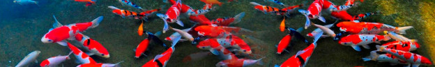 Koi Pond Designs in Orange County