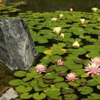 A scenic garden corner featuring large rocks with crevices filled with blooming lilies and ferns, creating a picturesque and natural rock garden display.