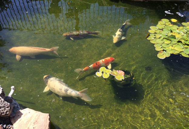 Orange County Koi Pond