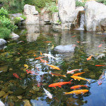A serene pond setting with a smooth stone edge, densely populated with colorful koi fish and bordered by lush aquatic plants.