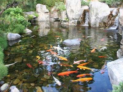 A serene pond setting with a smooth stone edge, densely populated with colorful koi fish and bordered by lush aquatic plants.