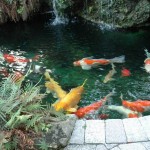 A beautifully landscaped koi pond with a wooden bridge overhead, offering a view of the tranquil water and the brightly colored fish below.
