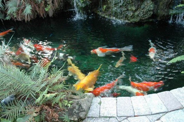 A beautifully landscaped koi pond with a wooden bridge overhead, offering a view of the tranquil water and the brightly colored fish below.