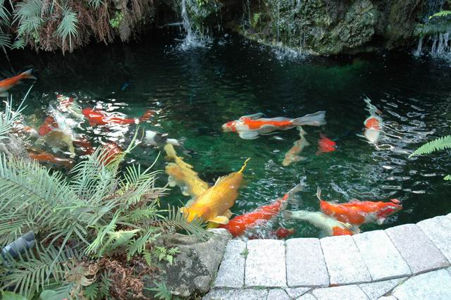 Anaheim Koi Pond Services