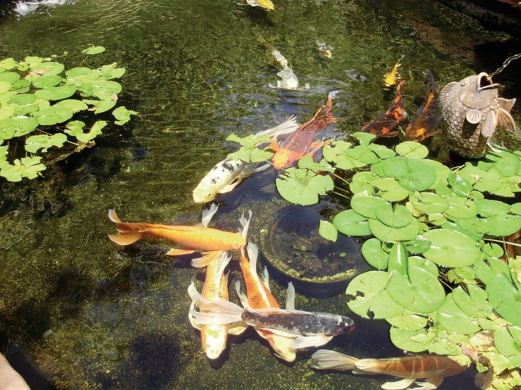 Koi Pond Services in Orange County