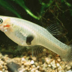 Mosquito Fish for Orange County Ponds