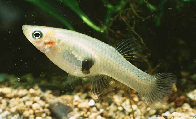 mosquitofish-R