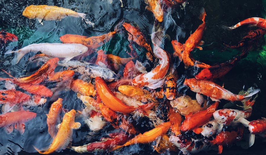 Important Things to Consider Before Installing a Koi Pond