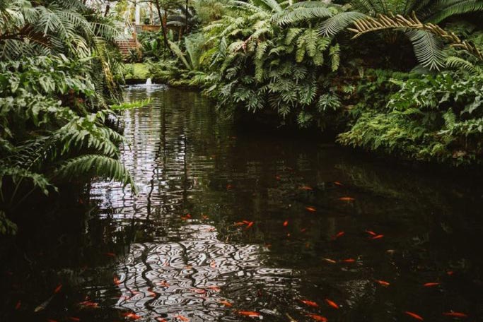 planning to convert your old pool into a koi pond