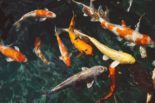 Koi fish care sales