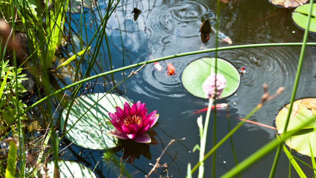 7 Best Types of Pond Fish for Garden Ponds