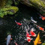 7 Best Water Garden & Outdoor Pond Accessories