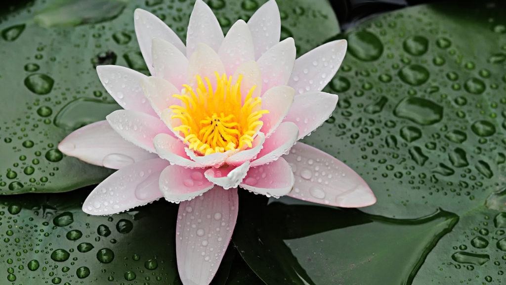 How To Grow Colorful Water Lilies In A Water Pond