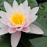 How To Grow Colorful Water Lilies In A Water Pond