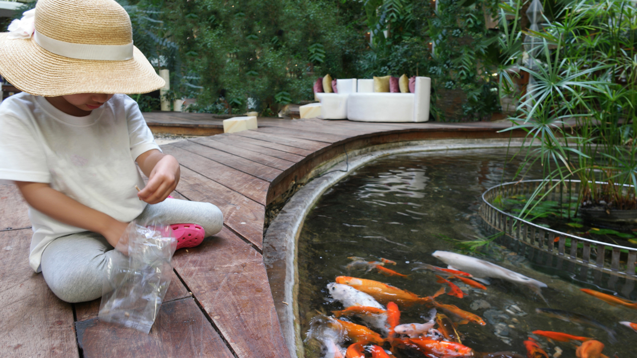Things to Consider Before Starting a Koi Fish Pond