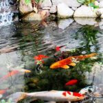 koi fish ponds
