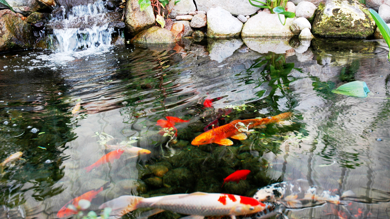 koi fish ponds