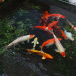 outdoor water pond