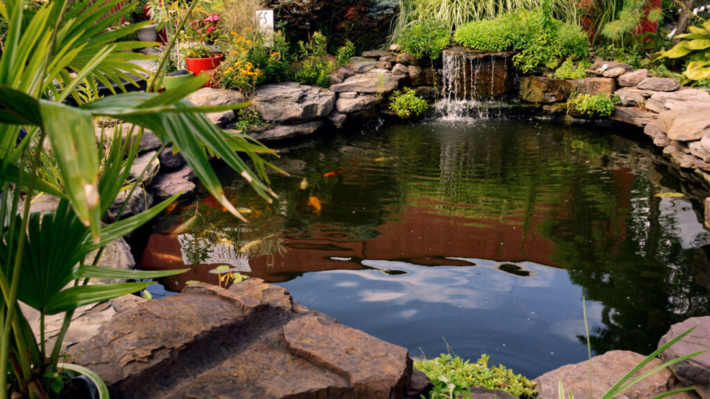 outdoor pond’s water quality