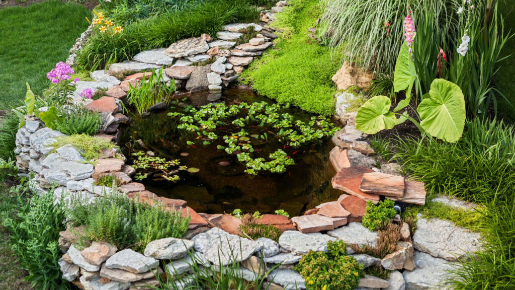 backyard pond