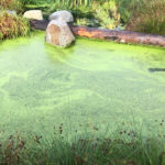 algae pond