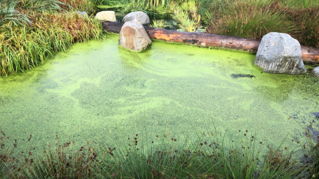 algae pond