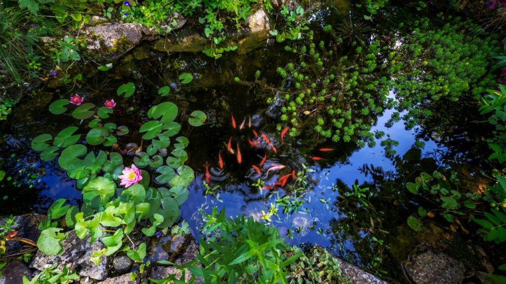 building a backyard pond