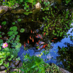 building a backyard pond