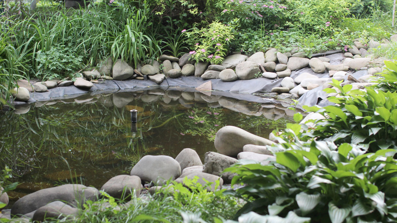 backyard ponds