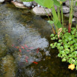 backyard ponds