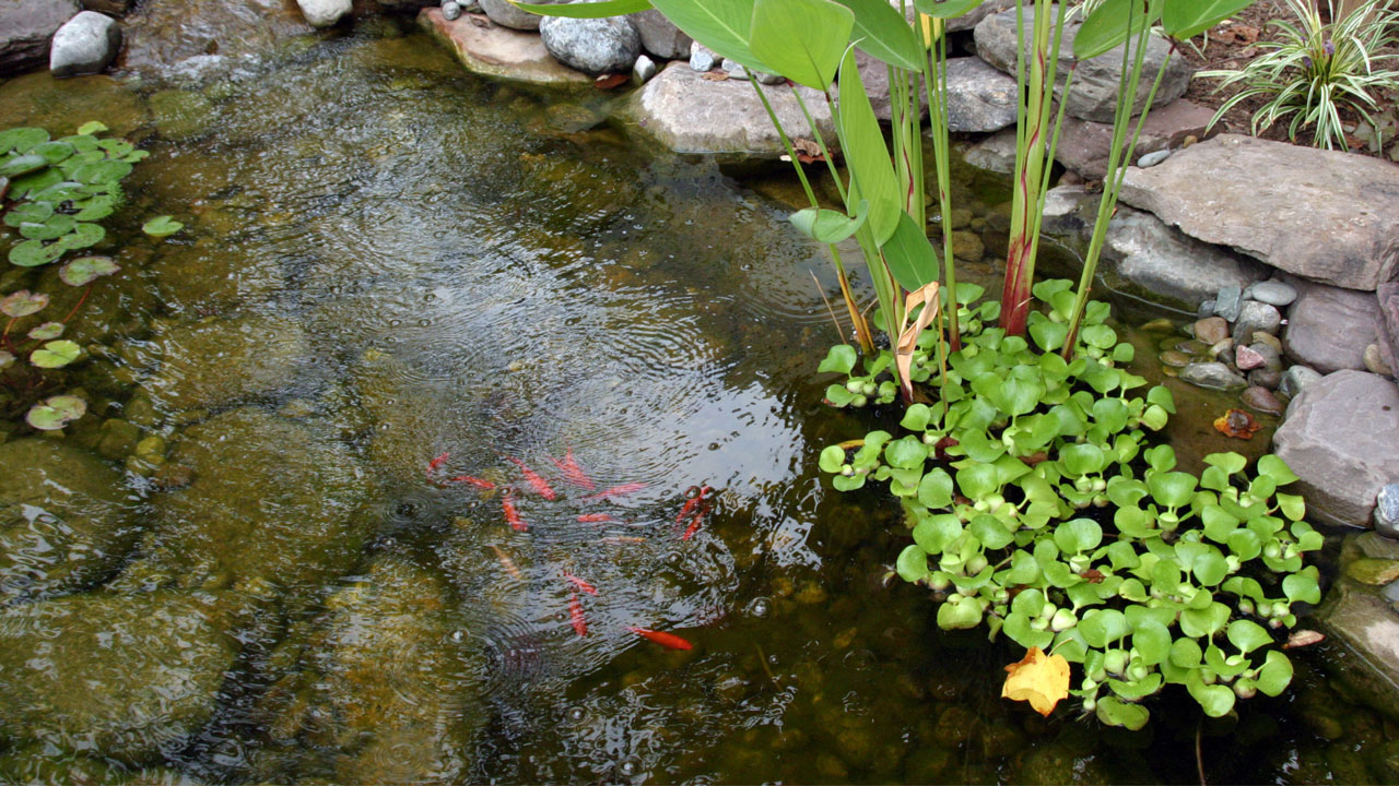 backyard ponds