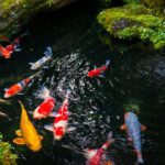 backyard pond