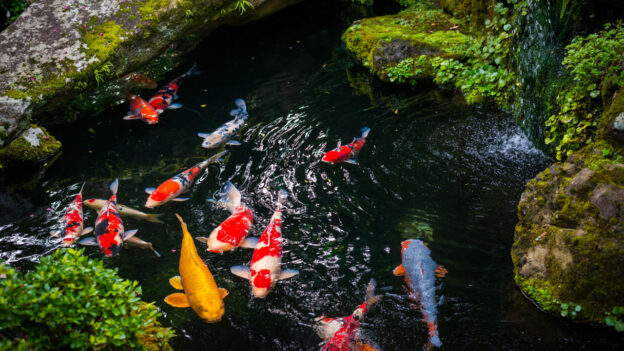 backyard pond