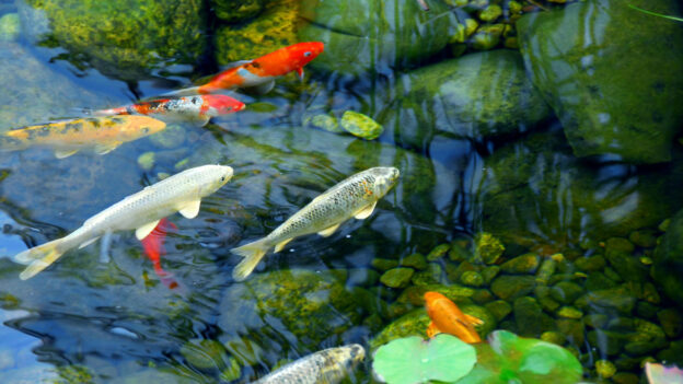 well-designed backyard pond