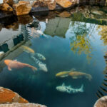backyard pond design