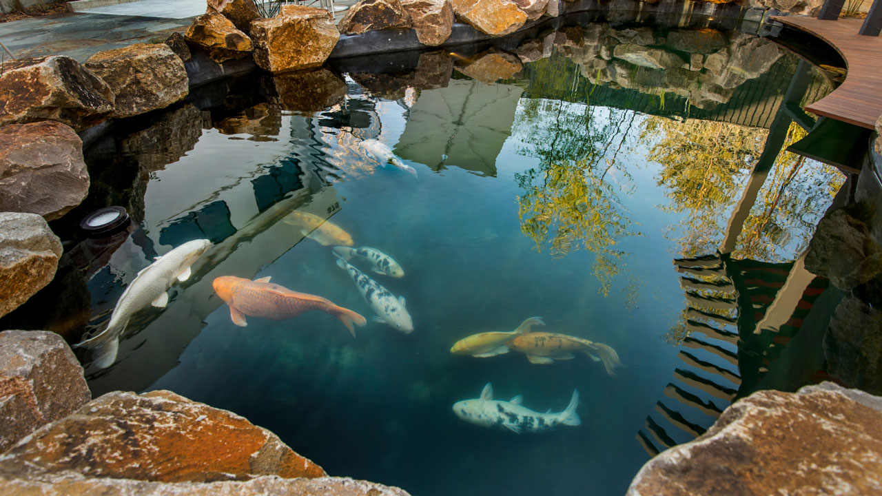 backyard pond design