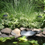 backyard pond