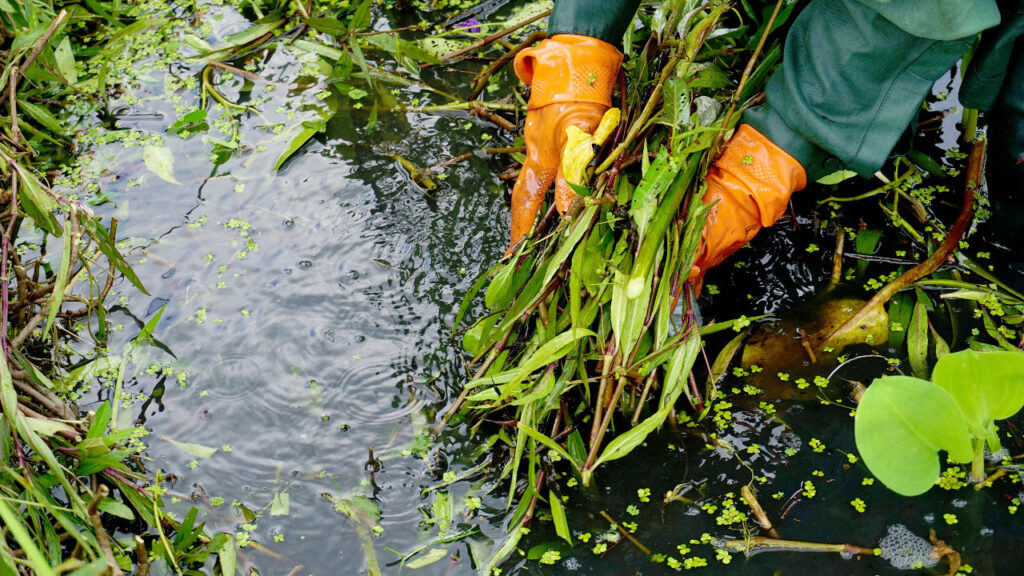 pond designers Orange County