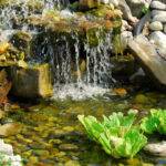 backyard pond design