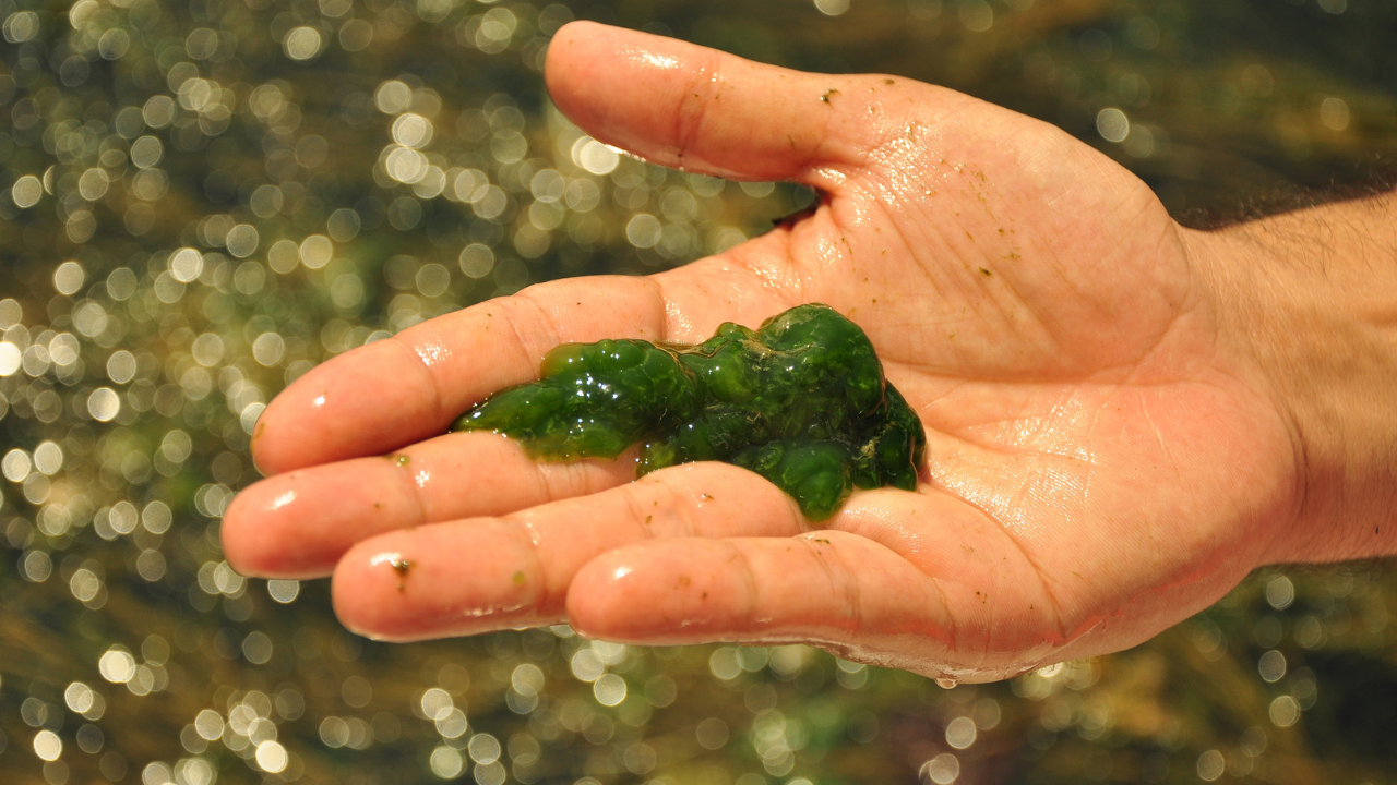 remove algae from your pond