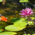 backyard ponds