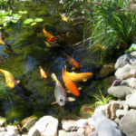 pond solutions