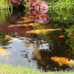 when to clean your pond