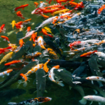 pond and fountain repair in Orange County