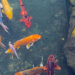 pond and fountain repair in Orange County