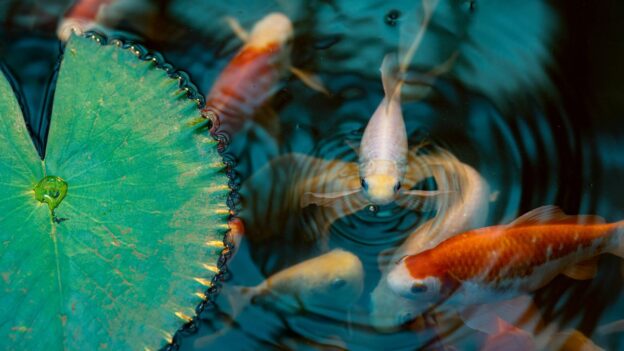 A serene pond featuring vibrant koi fish swimming gracefully among the lily pads and clear water.